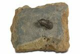 Pelagic Trilobite (Cyclopyge) Fossil - Huge Eyes #344603-3